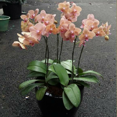 Anggrek Bulan kuning